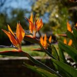 4-Day Flexible Rest & Revelation Darkness Retreat in Africa